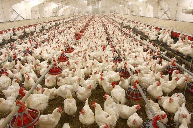 خبرنگاران یک تن گوشت مرغ آلوده در شهرستان بویراحمد کشف شد
