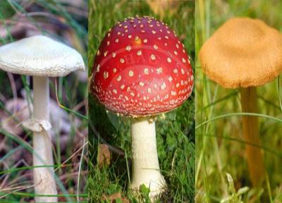 کلاه رنگی ها، کلاه سرتان نگذارند! ، اهمیت توسعه آگاهی عمومی در زمینه قارچ های وحشی