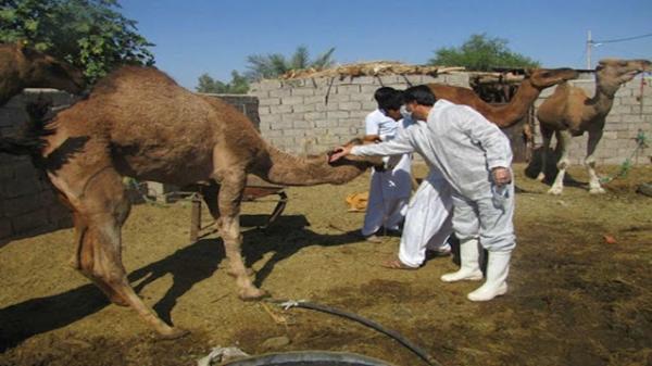 مایه کوبی 80 نفر شتر در سیستان وبلوچستان