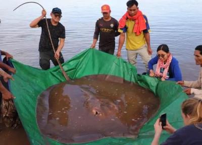 نجات لقمه ماهی بزرگ آب شیرین در معرض انقراض
