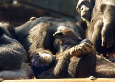 عکس ، شباهت عجیب رفتار این شامپانزه با انسان ها